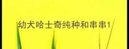 幼犬哈士奇纯种和串串