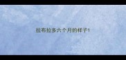 拉布拉多六个月的样子