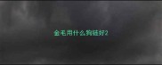 金毛用什么狗链好