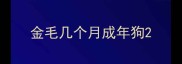 金毛几个月成年狗
