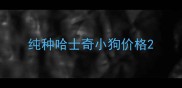 纯种哈士奇小狗价格