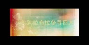 小狗狗拉布拉多寻回犬