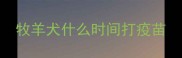 牧羊犬什么时间打疫苗