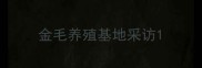 金毛养殖基地采访