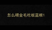 怎么喂金毛吃板蓝根