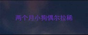 两个月小狗偶尔拉稀