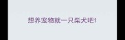 想养宠物就一只柴犬吧
