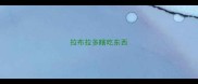 拉布拉多瞎吃东西