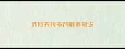 养拉布拉多的喂养常识