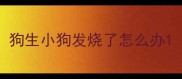 狗生小狗发烧了怎么办