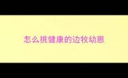 怎么挑健康的边牧幼崽