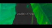 边牧哪里的毛不能剃