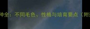 拉布拉多犬种全不同毛色性格与培育要点附选购指南