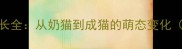 猫咪各月龄成长全从奶猫到成猫的萌态变化附发育标准
