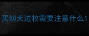 买幼犬边牧需要注意什么