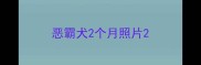 恶霸犬2个月照片