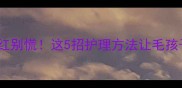 哈士奇幼犬眼睛发红别慌这5招护理方法让毛孩子秒变健康小太阳