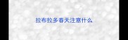 拉布拉多春天注意什么