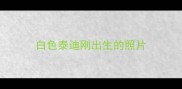 白色泰迪刚出生的照片