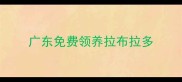 广东免费领养拉布拉多