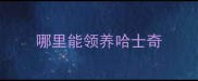 哪里能领养哈士奇