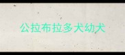 公拉布拉多犬幼犬