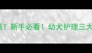 哈士奇2个月大安全吗新手必看幼犬护理三大隐患与科学养护指南