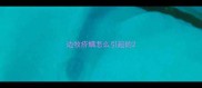 边牧疥螨怎么引起的