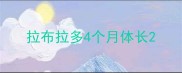 拉布拉多4个月体长