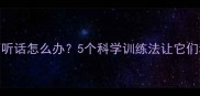 哈士奇突然不听话怎么办5个科学训练法让它们秒变乖巧伙伴