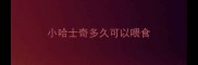 小哈士奇多久可以喂食