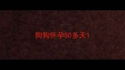 狗狗怀孕50多天