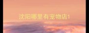 沈阳哪里有宠物店