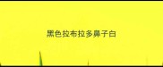 黑色拉布拉多鼻子白