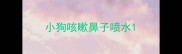小狗咳嗽鼻子喷水