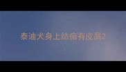 泰迪犬身上结痂有皮屑