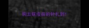 狗五联疫苗的针扎到