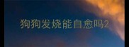 狗狗发烧能自愈吗