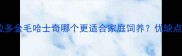 最新对比拉布拉多金毛哈士奇哪个更适合家庭饲养优缺点深度与饲养指南