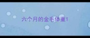 六个月的金毛体重