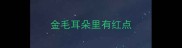 金毛耳朵里有红点