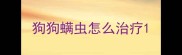 狗狗螨虫怎么治疗
