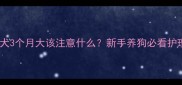 史宾格幼犬3个月大该注意什么新手养狗必看护理全攻略