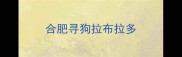 合肥寻狗拉布拉多