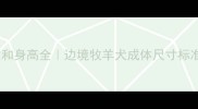边牧成体体重和身高全边境牧羊犬成体尺寸标准及饲养指南