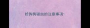 给狗狗驱虫的注意事项