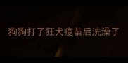 狗狗打了狂犬疫苗后洗澡了