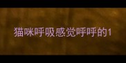 猫咪呼吸感觉呼呼的