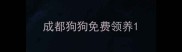 成都狗狗免费领养