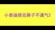 小泰迪感觉鼻子不通气